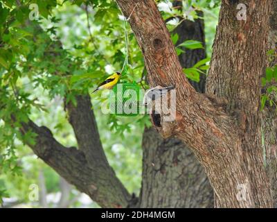 Ein Weißreiher Nuss Hatch Vogel und ein amerikanischer Goldfink nehmen Sonnenblumenkerne aus dem gleichen Vogelsaatgut Stockfoto