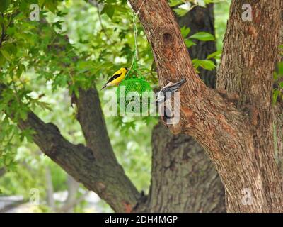 Ein amerikanischer Goldfinkenvogel und ein weißer Brut-Nuss-Hatch-Vogel Essen aus der gleichen Vogelsaat Feeder Hanging off a Tree Branch an einem Sommertag mit Oak Leav Stockfoto