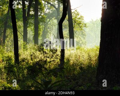 Sonnenaufgang Morgenröte Blick in den Wald mit hellem Licht kommen Durch die Bäume Hervorhebung Wildblumen und Hochgras und Silhouetting Baumleitungen Stockfoto