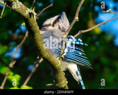 Bluejay Bird reinigt helle blaue Federn, während auf einem Baum Zweig mit verschwommenem Wald und Himmel im Hintergrund Stockfoto