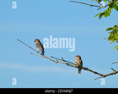 Zwei junge männliche östliche Bluebirds, die auf einem Baumzweig thront Mit blauem Himmel mit Wolken Stockfoto