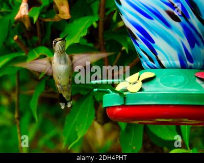 Ein junger männlicher Ruby-throated Kolibri schwebt im Flug in der Nähe von A Vogel Nektar Feeder zeigt seine eingefarbe rote Feder auf seine Hals - A-Serie Stockfoto