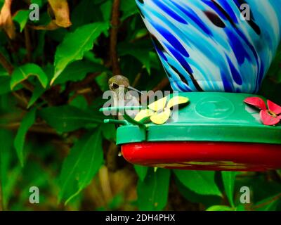 Ein Rubinkehliger Kolibri, der auf einem Nektar Bird Feeder Peaks thront Sein Kopf herum zeigt seine eingefleidete Feder auf der Kehle Für dieses junge Jugendlicher - A Stockfoto