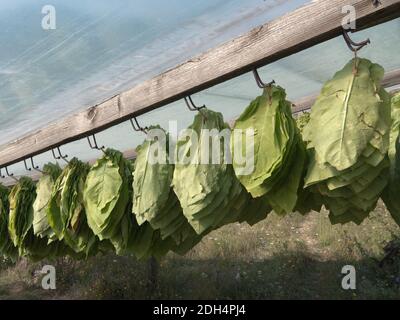 Die Tabakblätter werden geerntet und hängen zum Trocknen In der Sonne unter einer Plastikfolie Stockfoto