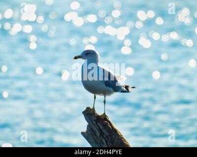 Ring-billed Möwe Möwe Vogel thront auf Zweig mit See glitzernden Im Hintergrund mit Sonnenflecken von Bright Sunny Summer Day Stockfoto