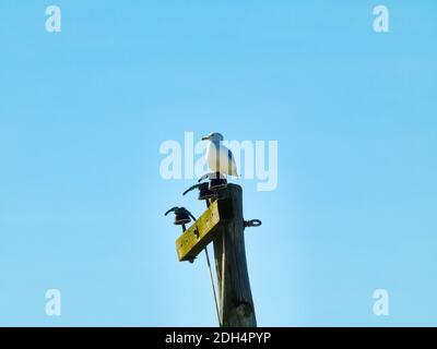 Ein Ring-billed Möwe Vogel thront auf einem elektrischen Pol mit Ein blauer Himmel im Hintergrund Stockfoto