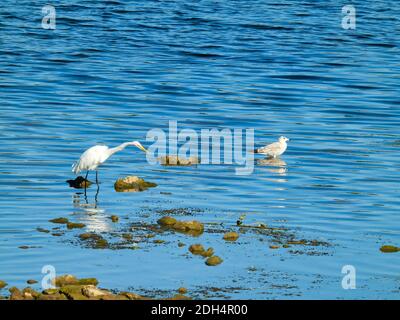 Ringschnabelmöwe und Großreiher-Vögel, wie sie in stehen Seichtes Wasser im See mit hellen Wellen der Blauen Welle, die vorbeiziehen Stockfoto