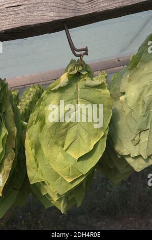 Die Tabakblätter werden geerntet und hängen zum Trocknen In der Sonne unter einer Plastikfolie (senkrecht Stockfoto