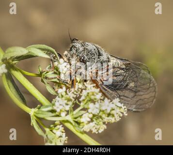 New Forest Cicada 'Cicadetta montana' Stockfoto