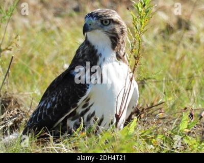 Nahaufnahme eines Rotschwanz-Falken-Greifvogels, der sitzt Auf dem Boden in einem Präriefeld in einem Profil Sehen Sie, wie es an einem Sommertag nach Beute jagt Stockfoto