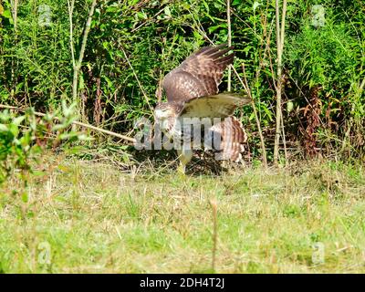 Ein Red-tailed Hawk Bird of Prey Raptor Getting Ready to Fliegen Sie, wie es auf dem Boden in einem Feld sitzt Vor dem Pinsel mit den Flügeln nach oben und dem Schwanz Ausgestellter Stockfoto