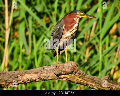 Grüner Reiher Vogel thront auf Broken Tree Log in Front Von Cattails mit Algen Blüte auf Schnabel Stockfoto