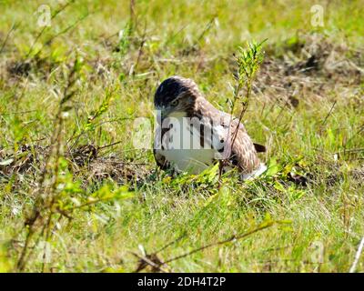 Red-tailed Hawk Bird of Prey Raptor, während Sie auf dem sitzen Boden in einem Prairie Feld Blick auf den Boden Wie es nach Beute jagt Stockfoto