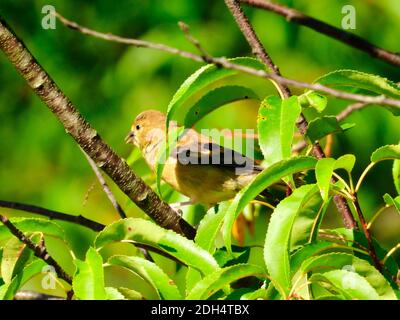 Weibliche amerikanische Goldfinch Vogel in einem Baum auf einem thront Zweig umgeben von grünen Blättern Stockfoto