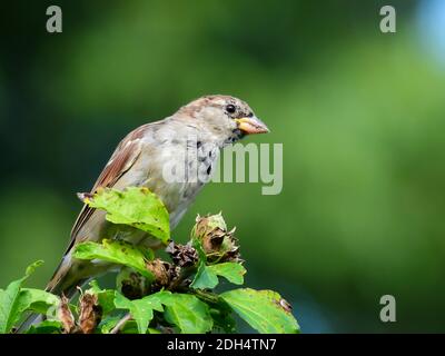 Männlicher Haussparrow Vogel thront mit Blumenblüten zu Füßen Und grüner Baum im Hintergrund verschwommen