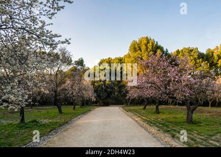 Spektakulärer Pfad zwischen blühenden Mandelbäumen im Park Quinta de los Molinos im Zentrum von Madrid, Spanien. Die ersten Blüten blühen im Frühling. Stockfoto