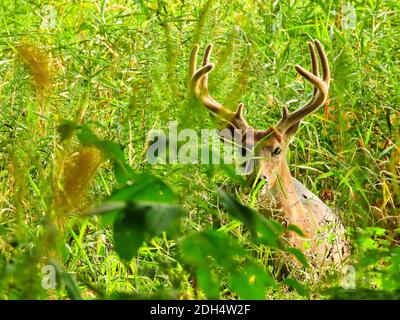 Männlicher Buck Weißschwanzhirsch mit Antlern in Samt als bedeckt Er Versteckt Sich Zwischen Hellem Grünen Sommerlaub Stockfoto