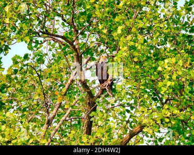 Weißkopfseeadler Greifvogel Raptor hoch im Baum An einem Sommertag versteckt sich in den grünen Blättern als Ein Raubvogel auf der Jagd nach Beute Stockfoto