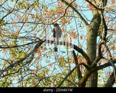 Copper's Hawk sitzt und jagt auf Tree Branch mit Blut Auf Talonen und Herbstblätter verschwommen im Hintergrund mit hell Blauer Morgenhimmel Stockfoto