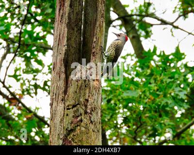 Northern Flicker Woodpecker Bird Hände auf Seite von Hole-ridden Dead Baumstamm mit grünem Wald im Hintergrund Stockfoto