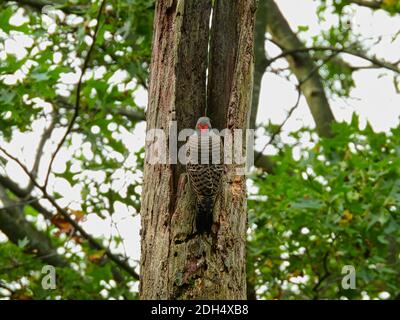 Nördlicher Flicker Specht Vogel von hinten gesehen hängend Weiter zu Dead Tree Trunk mit grünen Blättern und Baum Zweige verschwommen zur Seite und Ba Stockfoto