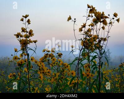 Feld der gelben Blumen: Sonnenaufgang auf einer Wiese voller gelber Wildblumen mit einer nebligen Prärie und Bäumen im Hintergrund mit einem rosa und blauen Himmel Stockfoto