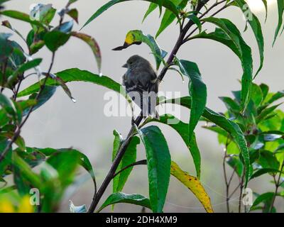 Vogel auf einem Ast: Finch hängt am frühen Morgen an einem grünen Pflanzenstamm mit Wassertröpfchen auf den grünen Blättern mit ausgeflausten Federn Stockfoto