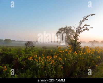 Nebliger Morgenaufgang über dem Feld mit gelben Wildblumen Stockfoto