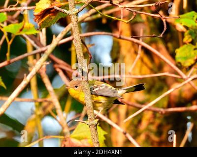 Kiefersänger Vogel in den Bürstenzweigen in der thront Morgensonne an einem warmen Sommertag die Morgensonne Hervorhebung seiner gelben Federn, wie es l Stockfoto