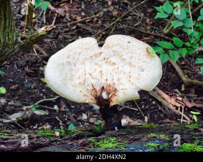 Pilz im Wald: Ein großer weißer Pilz Pilze wächst aus einem gebrochenen, gefallenen Baumstamm, der auf dem Boden liegt und groß mit einem dunklen Stamm und wh wächst Stockfoto