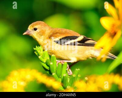 Gelber Vogel auf einer Wildblume: American Goldfinch Vogel Weibchen ist auf einer Goldrute Wildblume sitzen Essen die Blütenknospen in der hellen Morgensonne Stockfoto