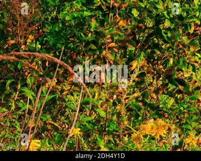 Vogel sitzt auf Blume: Der amerikanische Goldfinkenvogel sitzt an einem frühen Herbsttag auf einer Goldrutenwildblume mit Blättern, die im Hintergrund rot werden Stockfoto