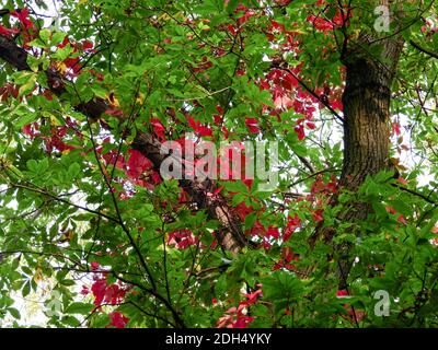 Leuchtend rote Herbstblätter unter grünen Blättern am Waldbaum - der Beginn des Herbstes Stockfoto