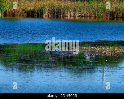 Zwei Kormorane mit Doppelcresten im seichten Wasser eines Lake On Ein heller Sommertag mit Cattails am Ufer in Der Hintergrund Stockfoto