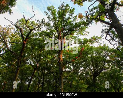 Blick auf Eiche Baum mit dem Herbst beginnt sich zu drehen Nähert sich mit Berührung von Schilfblättern mit Wolken in Blau Himmel Stockfoto