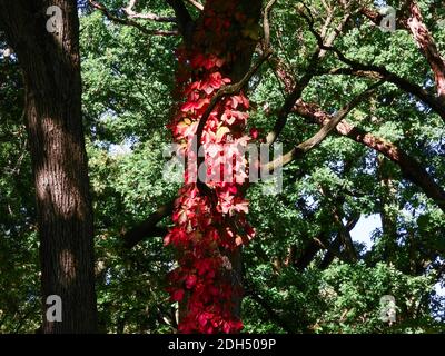 Leuchtend rot Herbst Efeu Blätter auf der Seite des Baumes Kofferraum mit einem Hauch von Sonnenlicht Stockfoto