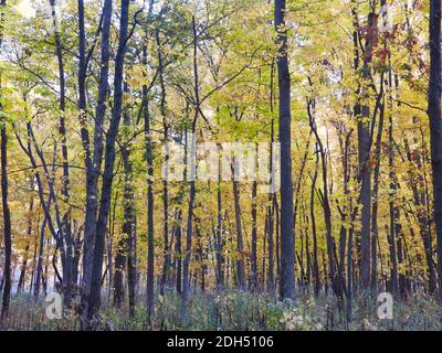 Herbstwald mit meist gelben Blättern an einem sonnigen Herbst Tag Stockfoto