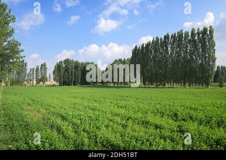 Bäume am Horizont an einem sonnigen Sommertag Stockfoto