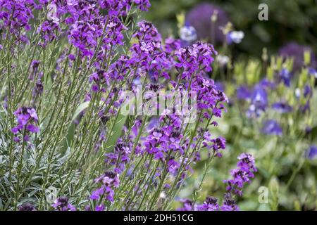Goldlack 'Bowles Mauve Stockfoto