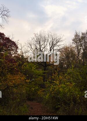 Pfad im Wald mit hohem Ahornbaum, meist blattlos im Herbst Landschaft landschaftliche Aussicht mit anderen Bäumen und Laub Herbstfarben Rot, Orange Stockfoto