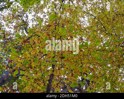 Schöne Ulme Baum verlassen zeigt Herbstfarben von Gelb und Orange zusammen mit Grün Blick in den Herbsthimmel Stockfoto