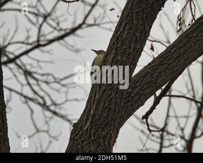 Specht im Baum: Rotbauchspecht-Vogel guckt seinen Kopf um einen Teil eines Baumstammes und zeigt seinen Schnabel und rote Kopffedern auf einem stürmischen und über Stockfoto