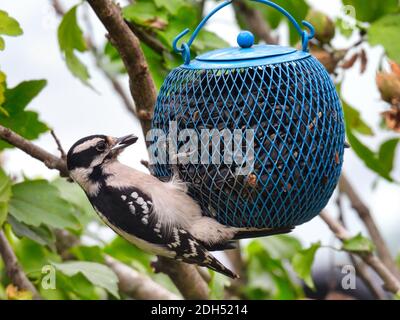 Specht am Futterhäuschen: Der Specht-Specht-Vogel nimmt an einem Sommertag in einer Gartenanlage Sonnenblumenkerne aus einem blauen runden Futterhäuschen Stockfoto