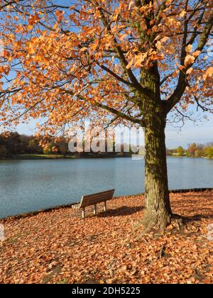 Ahornbaum im Herbst mit restlichen Orange und Gelbe Blätter Mit Parkbank vor der Seeseite mit Blättern auf der Boden mit Blick auf den See Stockfoto