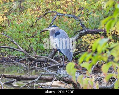 Reiher auf einem umgestürzten Baum: Großer blauer Reiher Vogel steht auf einem umgestürzten Baum am Seeufer, der von grünen und herbstfarbenen Blättern umgeben ist Stockfoto