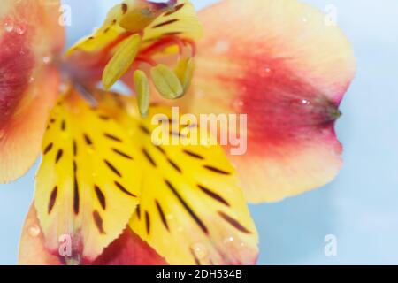 Makrofotografie einer schönen roten, orangefarbenen und gelbfarbenen Alstroemeria Stockfoto