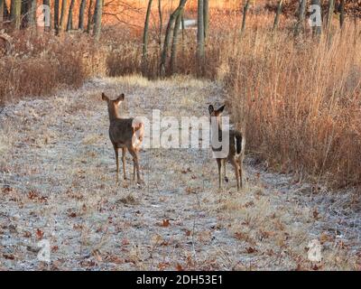 Hirsch im Wald: Zwei Weißschwanzhirsche gehen auf einem frostigen Pfad der braunen Vegetation in einer Lichtung im Wald bei Sonnenaufgang an einem späten Herbstmorgen Stockfoto