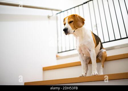 Trauriger Beagle Hund sitzt auf der Treppe, Weg zum Schlafzimmer mit Barriere blockiert. Stockfoto