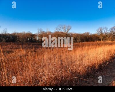 Spätherbst im Wald: Morgensonne im Spätherbst mit Pflanzen und Gras braun und blattlos Bäume, wie die Sonne aufgeht bei Sonnenaufgang Landschaft Stockfoto