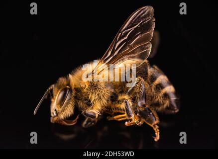 Nahaufnahme der toten Honigbiene auf schwarzem Hintergrund. Stockfoto